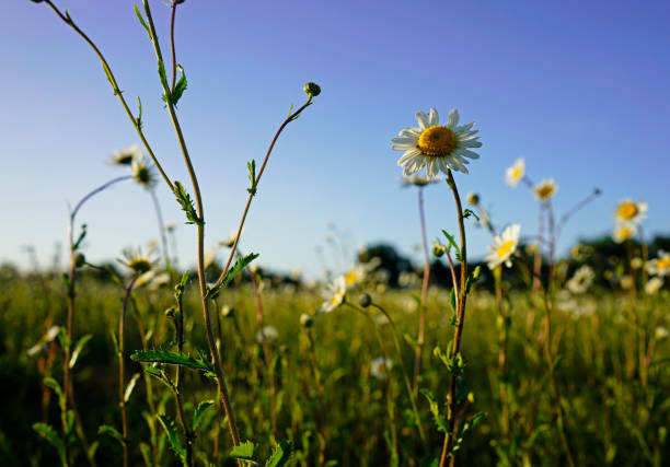 istock Field of daisies 1227636043