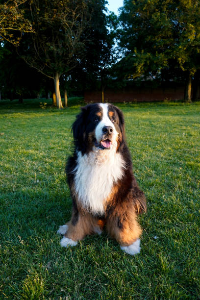 istock Happy large Bernese Mountain Dog sitting on the grass 1227636131