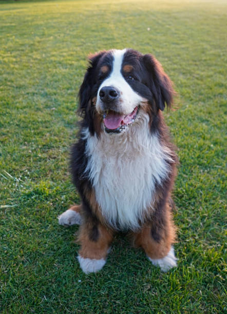 istock Happy smiling dog sitting in the park 1227636172
