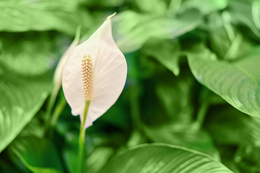 Spathiphyllum - peace lily flower on green leaf background