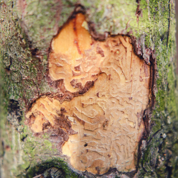 kora drzewa zjedzonego przez chrząszcza na tle zielonego lasu - tree hole bark brown zdjęcia i obrazy z banku zdjęć