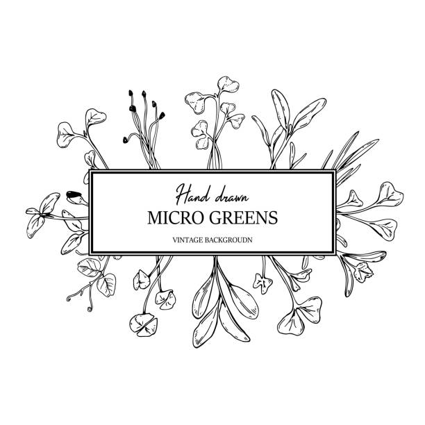 illustrations, cliparts, dessins animés et icônes de cadre carré de botanique de micro greens dessinés à la main. conception d’aliments végétariens et végétaliens sains pour le logo, l’impression, les paquets d’entreprise. illustration de vecteur dans le modèle de croquis - basil herb plant organic