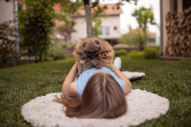 istock Young girl playing with three puppies 1227636815