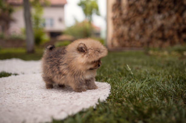 istock Small furry puppy playing in backyard 1227636835