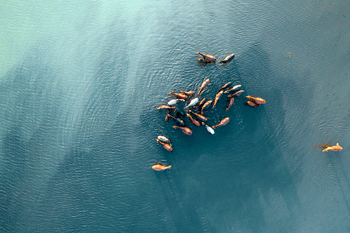 Wild Horses in Lake in Kayseri / Turkey. Taken via drone