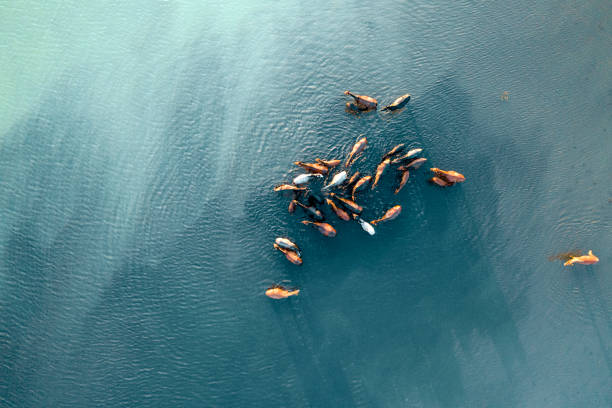 Wild Horses in Lake Wild Horses in Lake in Kayseri / Turkey. Taken via drone grand river stock pictures, royalty-free photos & images