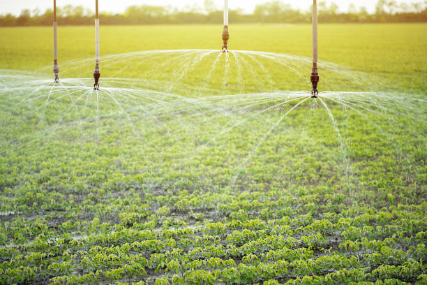 Automated modern irrigation sprinkler system lies ready and waiting stock photo