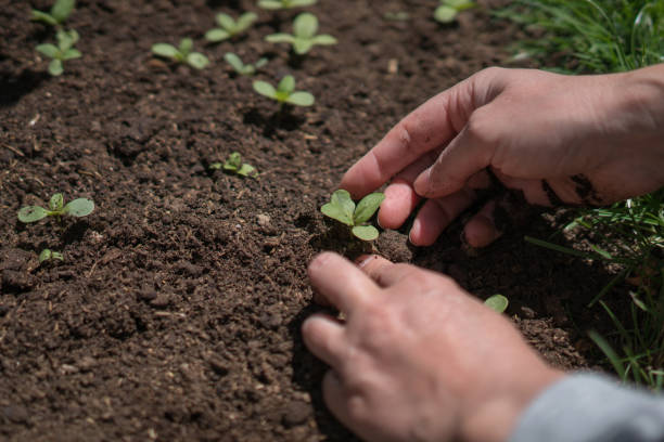 istock Farmer's Hand Planting Seedling In Soil 1227637629