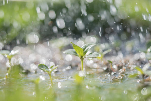 Green seedling in the rain