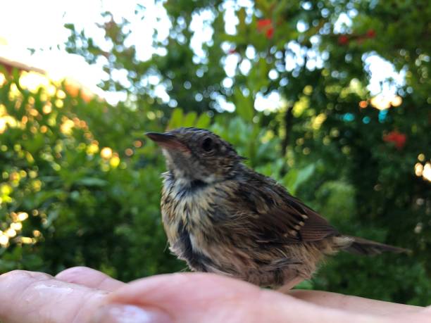 istock robin chick in the palm of your hand 1227637850