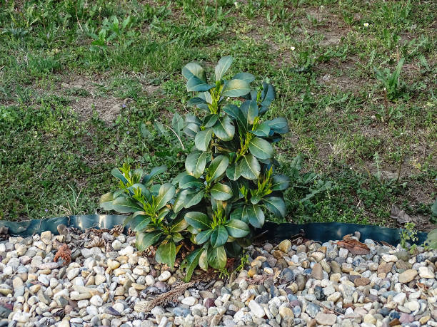 istock Common laurel as an evergreen hedge. Young plant, surrounded by small stones 1227638756