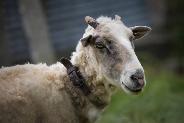 istock White sheep portrait face and head detail. 1227638811