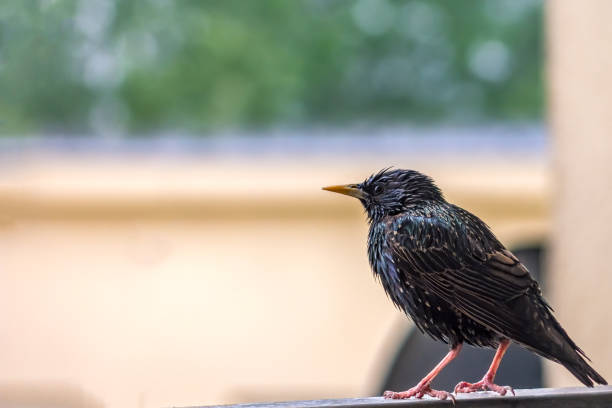 istock Common starling (Sturnus vulgaris) sitting on the balcony railing with blurry background. 1227638838