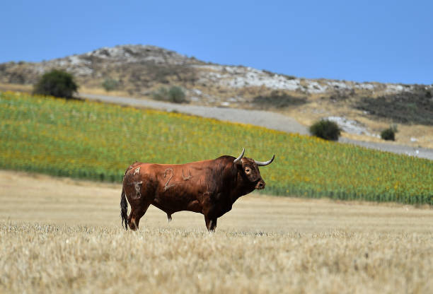 istock Strong bull on the field 1227641324
