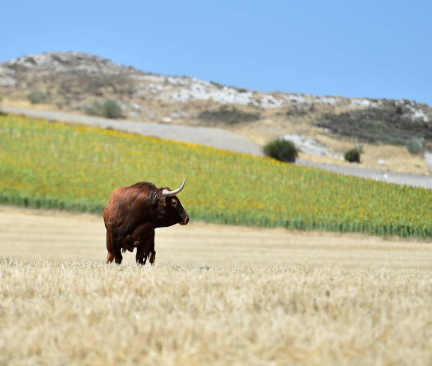 istock Strong bull on the field 1227641340