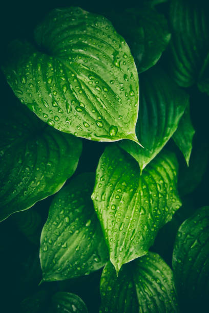 녹색 나뭇잎 배경 - raindrop leaf drop water 뉴스 사진 이미지