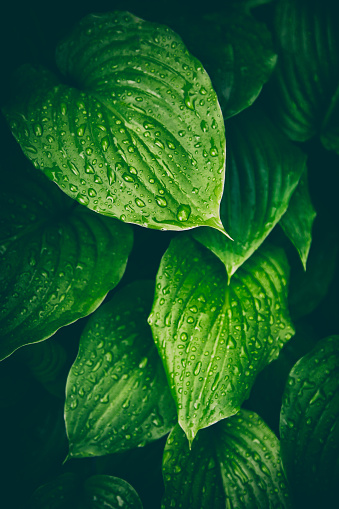 Close-up on wet hosta leaves after rainfall