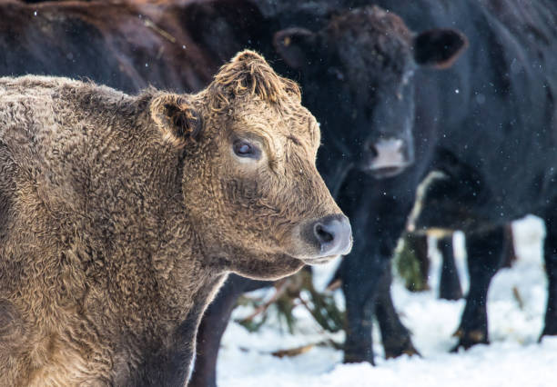 istock brown cow in winter snow 1227642604