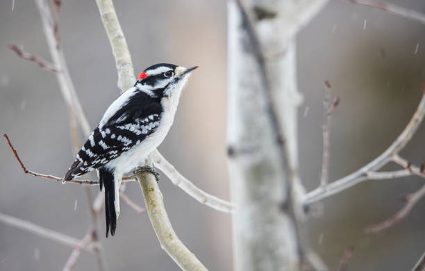 istock male hairy woodpecker in winter birch tree 1227643476