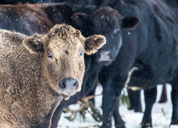 istock brown cow in winter snow 1227643524