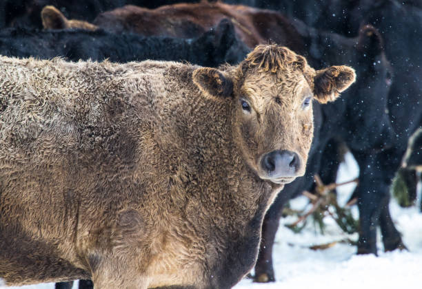 istock brown cow in winter snow 1227644597