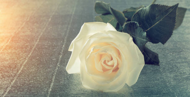 istock Beautiful white rose for Valentine's day or wedding on table 1227645437