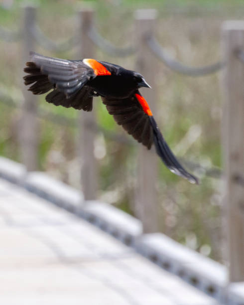 istock A red-winged blackbird glides over a boardwalk in a marshy area. 1227645591