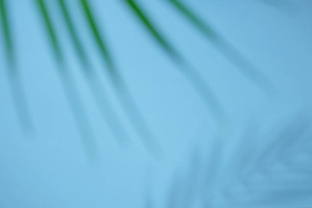 istock Abstract background of shadows palm leaves on a blue background. 1227646344