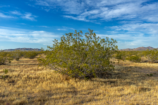 Creosote Bush plant in the Mojave Desert with blue cloudy sky