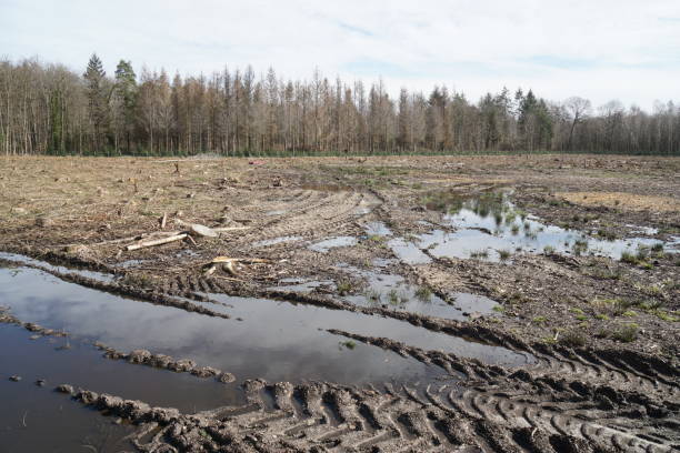 istock Tire tracks in the mud in a forest in spring 1227648605