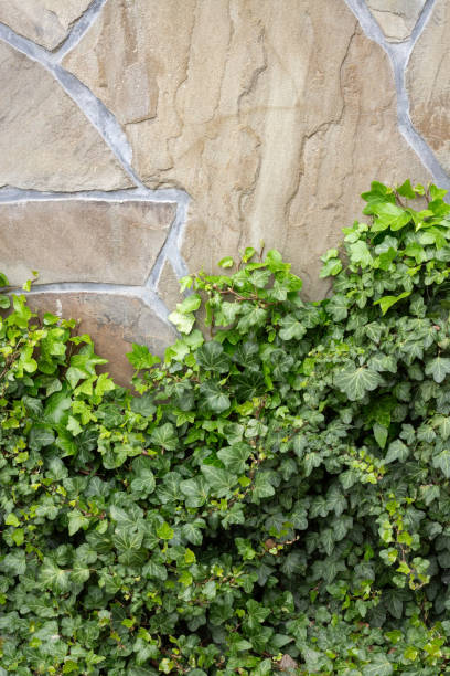 istock Old stone wall with ivy as background. Part of a stone wall, for background or texture 1227648657