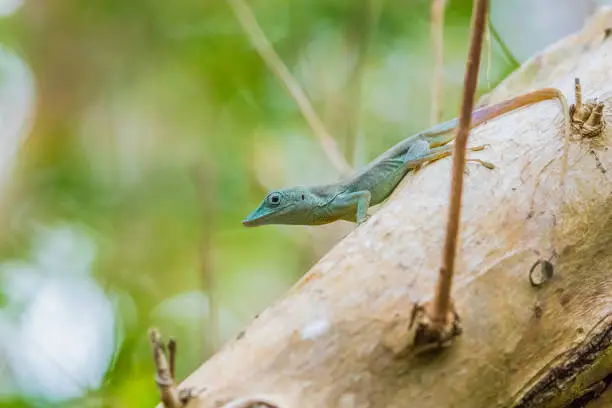 Photo of anole lizard on tree rock