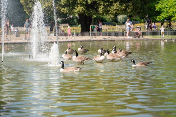 istock Gees are swimming on the pond 1227649910