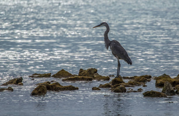istock great blue heron fishing 1227650458