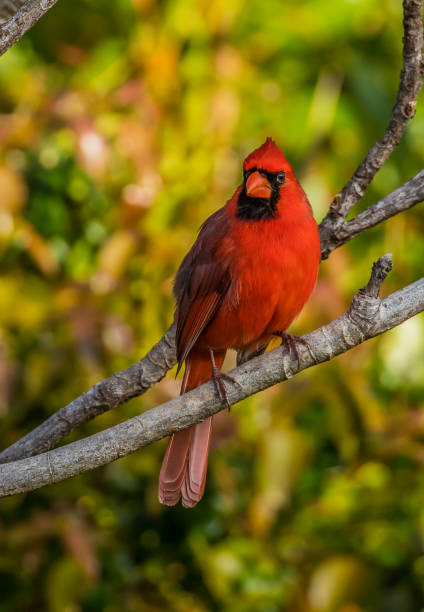istock red northern cardinal on tree branch 1227650598