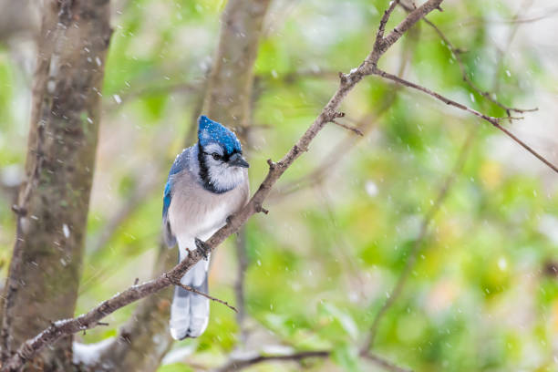 istock One single colorful blue jay Cyanocitta cristata bird closeup perched on tree branch in Virginia with blurry bokeh background of snowflakes falling in autumn winter 1227650708