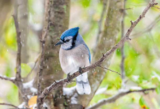 istock One single blue jay Cyanocitta cristata bird closeup perched on tree branch in Virginia with blurry bokeh background of snowflakes falling in autumn winter 1227650735