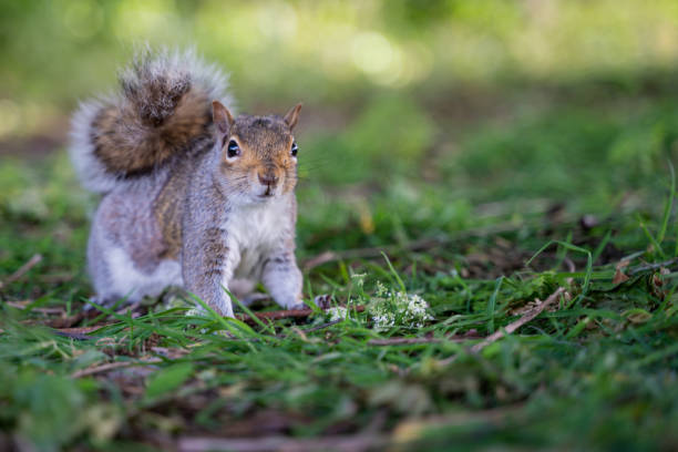 istock Close up squirrel on the ground with blurry background 1227650965