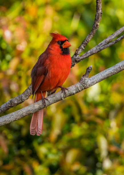 istock red northern cardinal on tree branch 1227650970