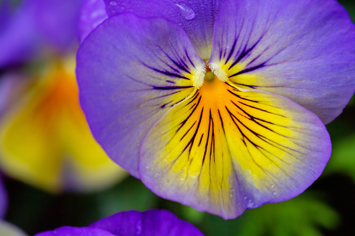 Viola tricolor, colorful decorative flowers growing in a garden on a summer day. Macro photo with selective soft focus