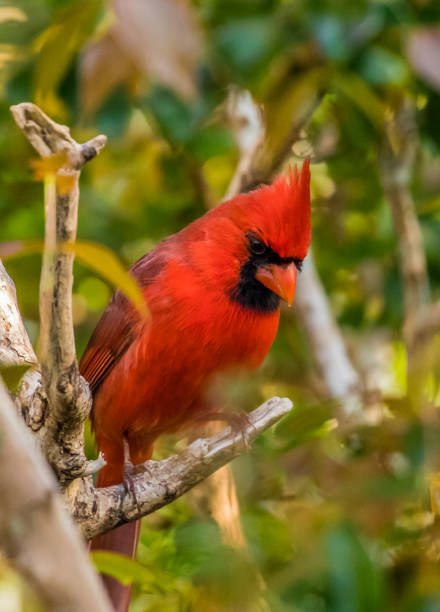 istock red male cardinal bird on tree 1227651516