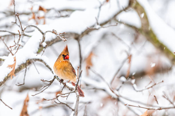 バージニア州北部の冬の雪の間に木の枝に止まっている1人の女性の赤いオレンジ北部枢機卿カーディナリス鳥のクローズアップ - snow leaf branch winter ストックフォトと画像