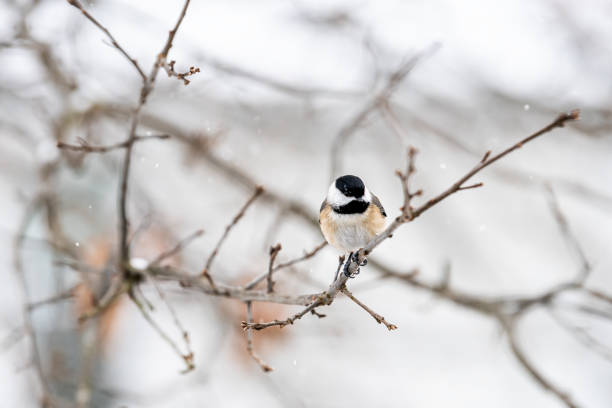 istock Closeup of one single carolina or black-capped chickadee bird perching on tree branch during winter snow in northern Virginia 1227651569