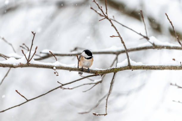 istock Closeup of one single black-capped chickadee bird perching on tree branch during winter snow in northern Virginia 1227651573