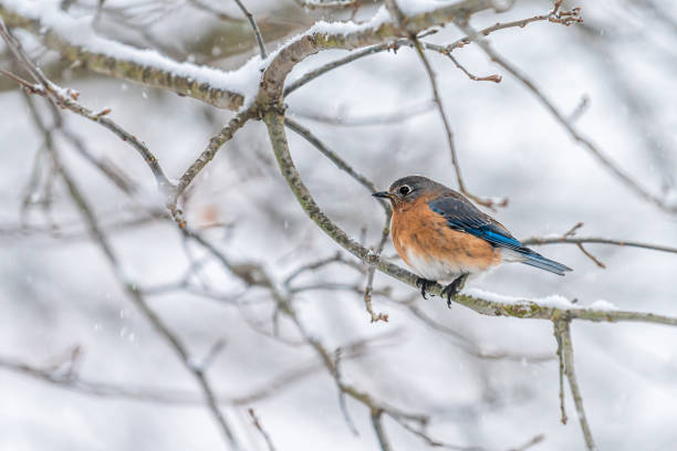 istock Brown female bluebird blue one bird sitting perching on tree during winter snow on bare branch in Virginia closeup 1227651629