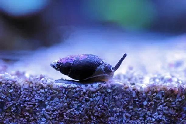 Nassarius, common name nassa mud snails (USA) or dog whelks (UK), is a genus of minute to medium-sized sea snails, marine gastropod molluscs in the family Nassariidae.