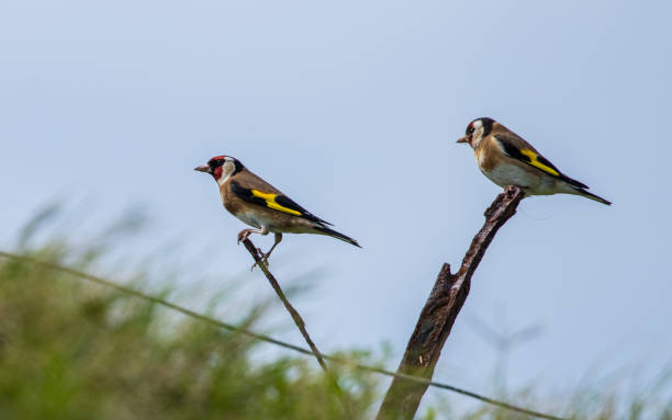 Lawrence's gold finch on wooden post Lawrence's gold finch on wooden post goldfinch stock pictures, royalty-free photos & images