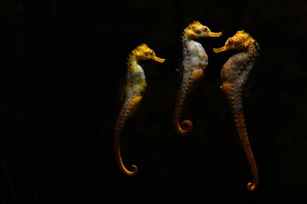 Three seahorses at the aquarium Three seahorses, orange and yellow colored at the aquarium longsnout seahorse hippocampus reidi stock pictures, royalty-free photos & images