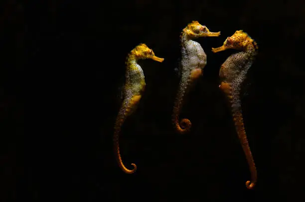 Photo of Three seahorses at the aquarium