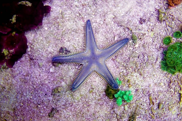 istock Mediterranean Sea sand Starfish - Astropecten spinulosus 1227654481